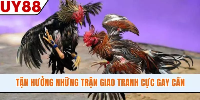 Tận hưởng những trận giao tranh cực gay cấn